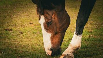 castanha beleza fechar-se do uma deslumbrante cavalo foto