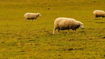 rebanho do lanoso ovelha em uma campo Fazenda foto