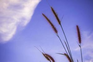 grama missão e o céu azul foto