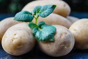 Batatas alemãs logo após a colheita