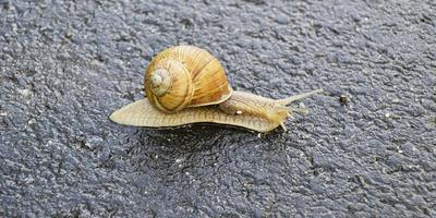 grande caracol de jardim com concha rastejando na estrada molhada, volte para casa foto