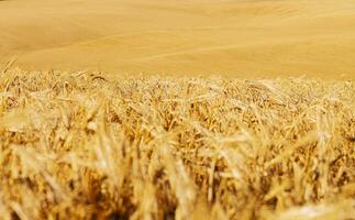 pano de fundo de espigas maduras de campo de trigo amarelo foto