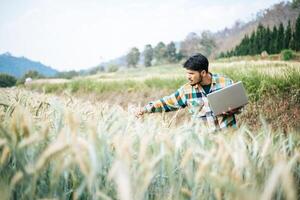 fazendeiro inteligente verificando fazenda de cevada com laptop foto