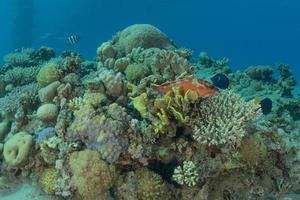 recife de coral e plantas aquáticas no mar vermelho, eilat israel foto