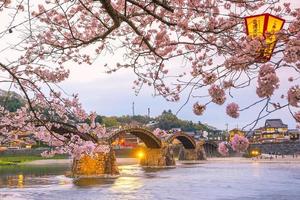 flor de cerejeira em plena floração na ponte kintaikyo foto