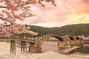 flor de cerejeira em plena floração na ponte kintaikyo foto