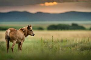 uma cavalo é em pé dentro uma campo às pôr do sol. gerado por IA foto