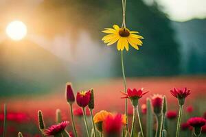 amarelo flores dentro uma campo com a Sol configuração atrás eles. gerado por IA foto