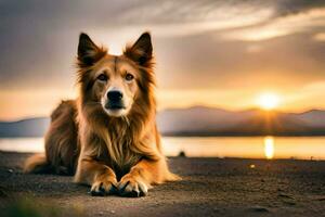 uma dourado retriever cachorro sentado em a de praia às pôr do sol. gerado por IA foto