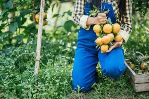 mulher colhendo uma plantação de laranja foto