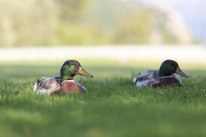 dois patos-reais machos na grama verde. foto