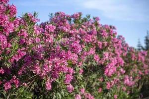 jardim colorido em uma casa de verão na ilha de Skopelos, na Grécia. foto