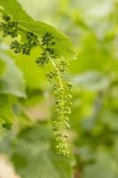 close-up de ramos jovens de uvas em vinhedo com foco seletivo. foto