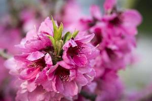 close-up de flores desabrochando de pêssegos-de-rosa. foto