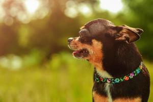 chihuahua de perfil contra um gramado verde em tempo ensolarado. cachorro preto foto