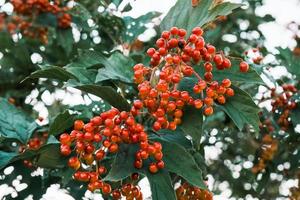 bagas vermelhas de viburnum em um galho de árvore com folhas verdes no outono foto