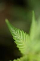 folha de cannabis close up maconha medicinal plano de fundo vista de cima plano foto