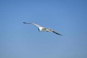 gaivota, gaivotas brancas, gaivota voadora foto