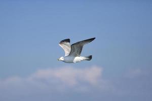 gaivota, gaivotas brancas, gaivota voadora foto