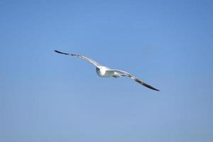 gaivota, gaivotas brancas, gaivota voadora foto