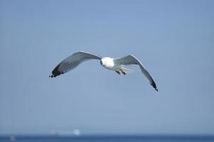 gaivota, gaivotas brancas, gaivota voadora foto