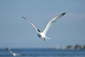 gaivota, gaivotas brancas, gaivota voadora foto