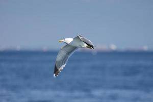 gaivota, gaivotas brancas, gaivota voadora foto