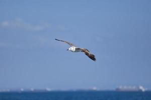 gaivota, gaivotas brancas, gaivota voadora foto