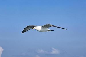 gaivota, gaivotas brancas, gaivota voadora foto