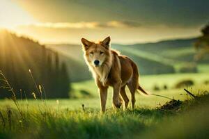 uma cachorro é caminhando dentro a Relva às pôr do sol. gerado por IA foto