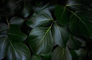 folhas verdes padrão de fundo