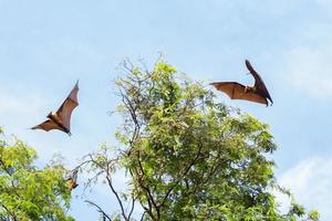 morcegos frugívoros gigantes voando sobre a árvore foto