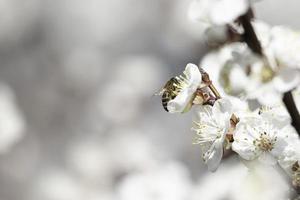 abelha na flor da árvore de damasco foto