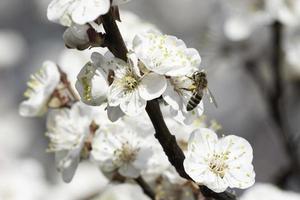 abelha na flor da árvore de damasco foto