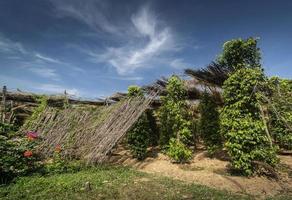 fazenda de pimenta orgânica cultivo de árvores de pimenta em kampot camboja