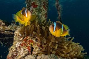 peixes nadam no mar vermelho, peixes coloridos, eilat israel foto