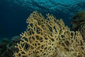 recife de coral e plantas aquáticas no mar vermelho, eilat israel foto