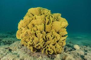 recife de coral e plantas aquáticas no mar vermelho, eilat israel foto