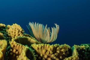 recife de coral e plantas aquáticas no mar vermelho, eilat israel foto