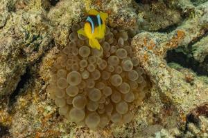 recife de coral e plantas aquáticas no mar vermelho, eilat israel foto