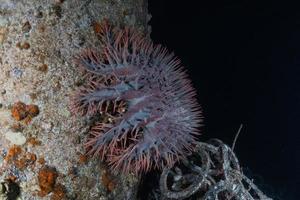 recife de coral e plantas aquáticas no mar vermelho, eilat israel foto