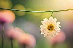 uma solteiro margarida flor suspensão a partir de uma corda. gerado por IA foto