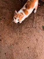 beleza do a dourado gato é a encantador vista foto