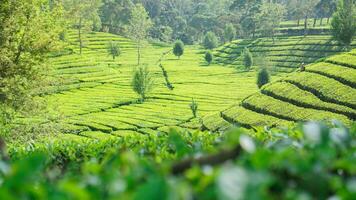 Sukawana chá jardim é uma lindo verde panorama localizado dentro oeste bandung, oeste Java. foto