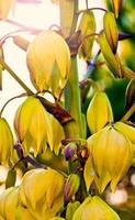 linda planta flores amarelas na natureza foto