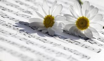 folhas de flores, margaridas e notas musicais foto