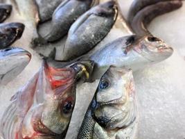 peixes crus de frutos do mar frescos no gelo