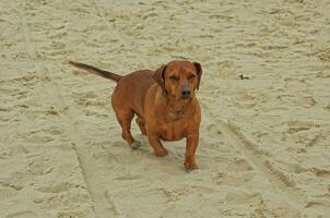 dachshund em a de praia foto