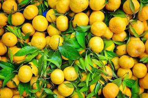 tangerina de fruta fresca e suculenta foto