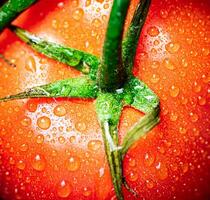 perfumado maduro tomates com gotas do água. foto